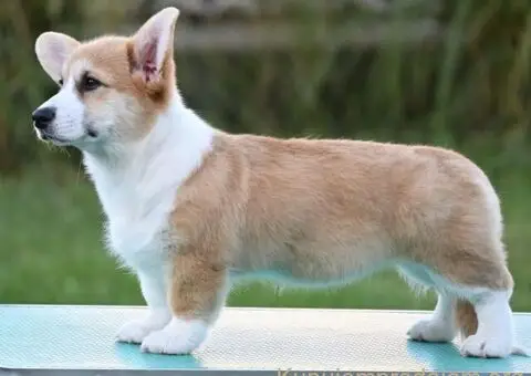 Velški korgi/Welsh Corgi Pembroke - 3/4