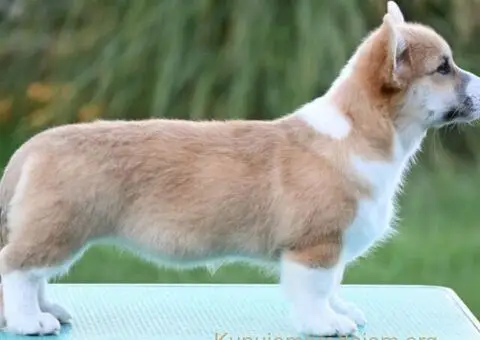 Velški korgi/Welsh Corgi Pembroke - 4/4