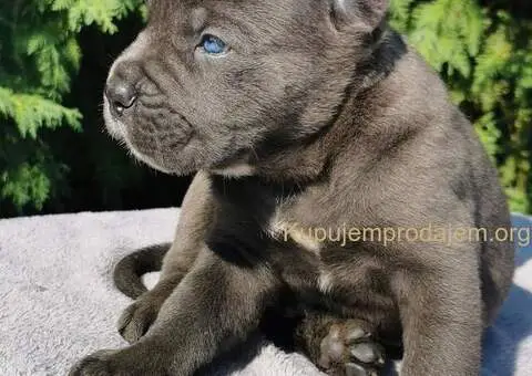 CANE CORSO štenci - 1/5