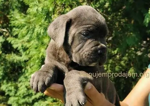 CANE CORSO štenci - 2/5