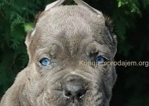 CANE CORSO štenci - 3/5