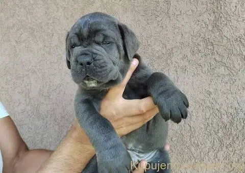 CANE CORSO štenci - 4/5