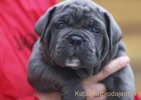 CANE CORSO štenci - 5/5