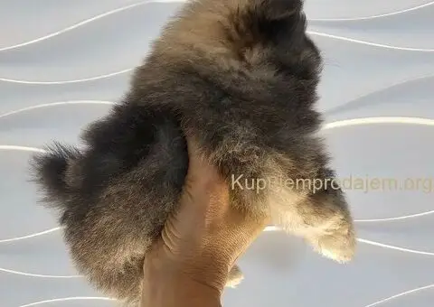 Pomeranac prelep dečak - 1/10