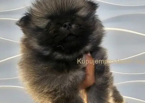 Pomeranac prelep dečak - 2/10