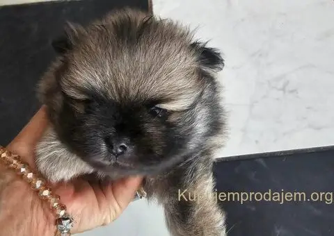 Pomeranac prelep dečak - 4/10