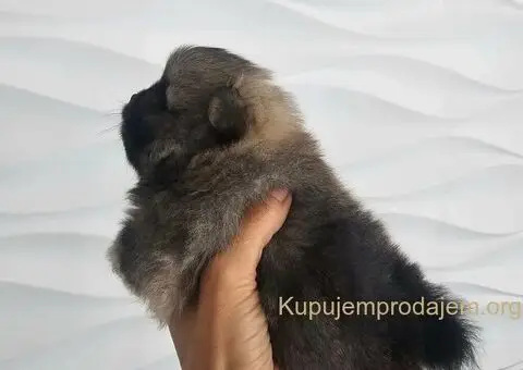 Pomeranac prelep dečak - 5/10