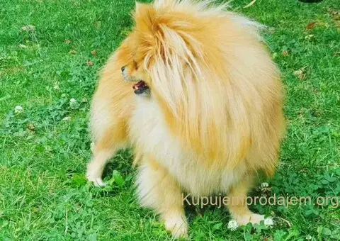 Pomeranac prelep dečak - 6/10