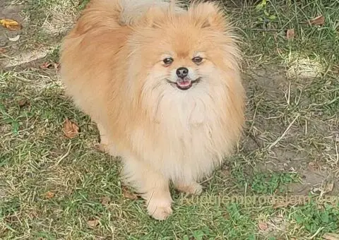 Pomeranac prelep dečak - 7/10