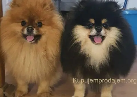 Pomeranac prelep dečak - 8/10