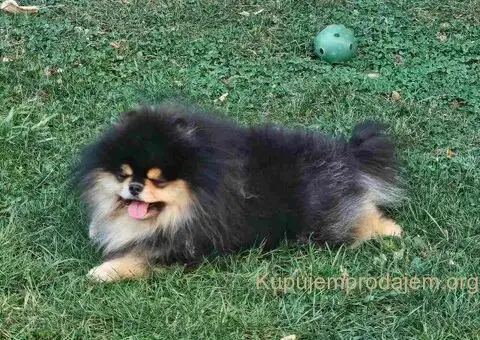 Pomeranac prelep dečak - 9/10