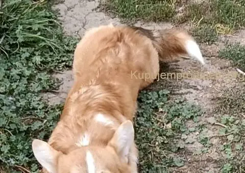 Muško štene velškog korgija - 1/5