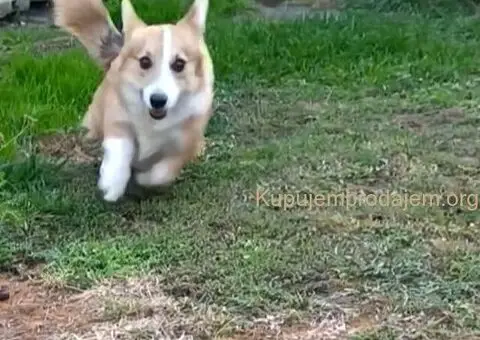 Muško štene velškog korgija - 2/5