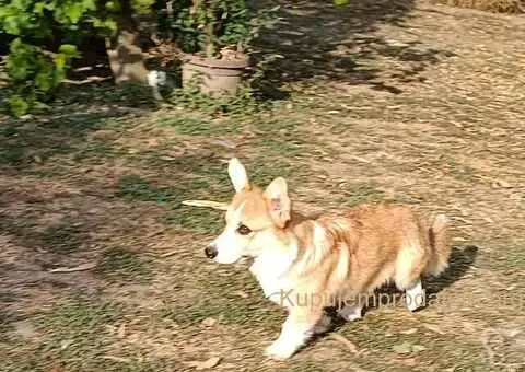 Muško štene velškog korgija - 3/5