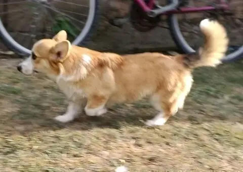 Muško štene velškog korgija - 4/5