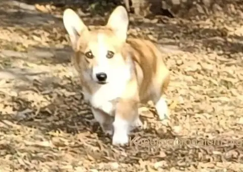 Muško štene velškog korgija - 5/5