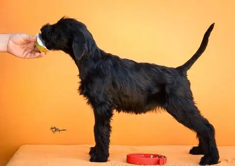 Veliki Crni Snaucer - 2/5