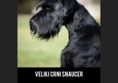 Veliki Crni Snaucer - 4/5