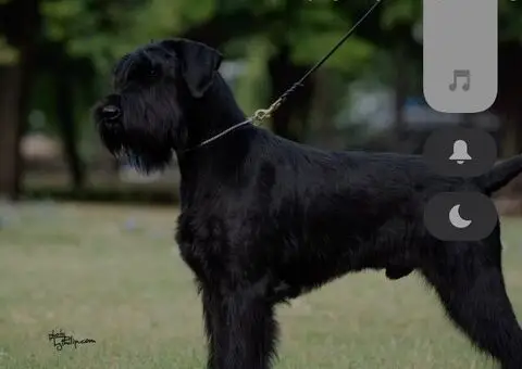 Veliki Crni Snaucer - 5/5