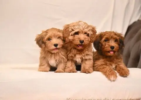 Havanski Bišon štenci - 1/8