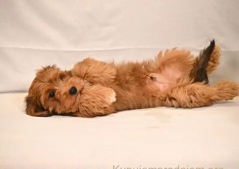 Havanski Bišon štenci - 2/8