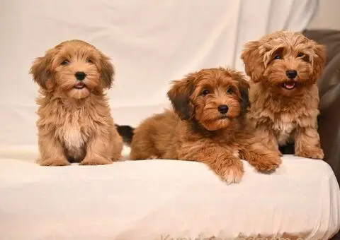 Havanski Bišon štenci - 3/8