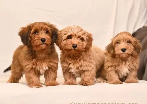 Havanski Bišon štenci - 4/8