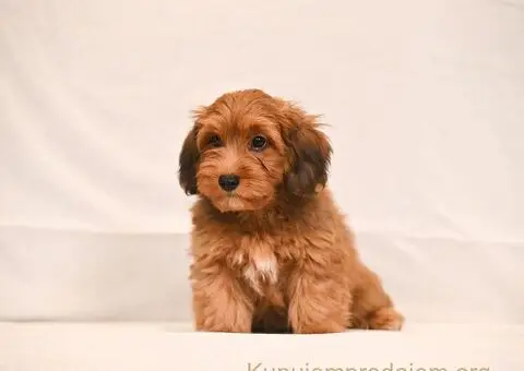 Havanski Bišon štenci - 5/8