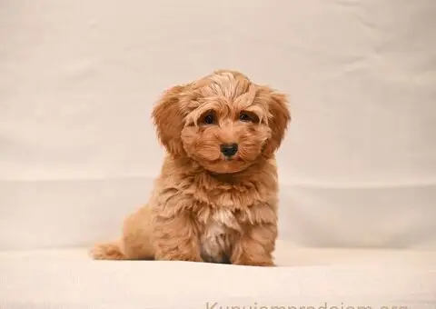 Havanski Bišon štenci - 7/8