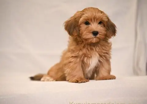 Havanski Bišon štenci - 8/8