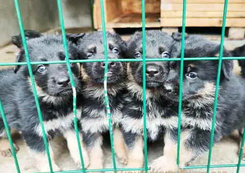 Prodajem vrhunsku štenad  Nemačkog ovčara - 1/10