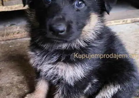 Prodajem vrhunsku štenad  Nemačkog ovčara - 2/10