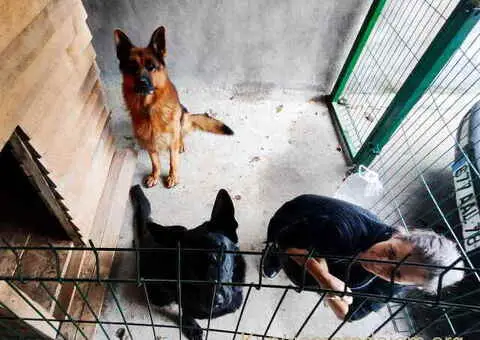 Prodajem vrhunsku štenad  Nemačkog ovčara - 3/10