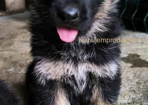 Prodajem vrhunsku štenad  Nemačkog ovčara - 4/10