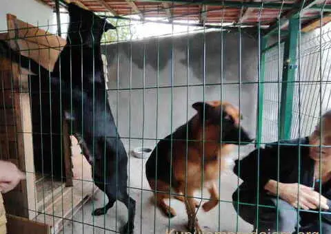 Prodajem vrhunsku štenad  Nemačkog ovčara - 5/10