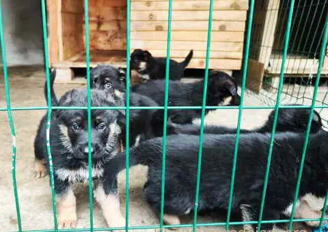 Prodajem vrhunsku štenad  Nemačkog ovčara - 6/10