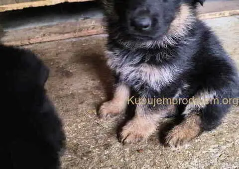 Prodajem vrhunsku štenad  Nemačkog ovčara - 7/10
