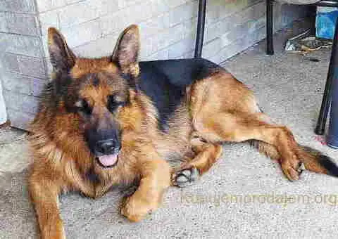 Prodajem vrhunsku štenad  Nemačkog ovčara - 8/10