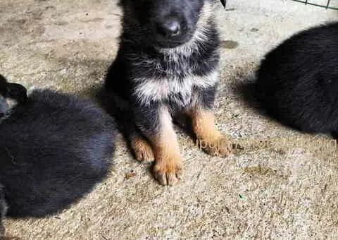 Prodajem vrhunsku štenad  Nemačkog ovčara - 9/10