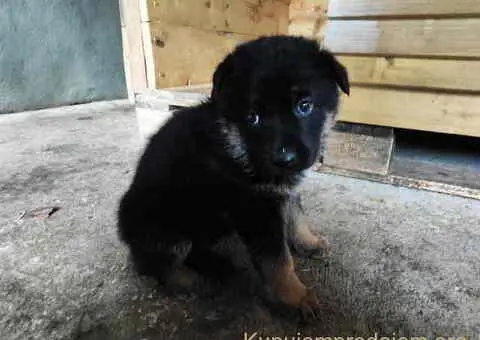 Prodajem vrhunsku štenad  Nemačkog ovčara - 10/10