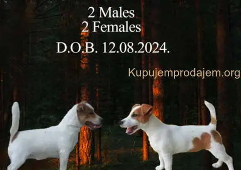 JACK RUSSELL TERIER Tarik i Troja - 1/11
