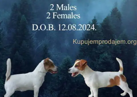 JACK RUSSELL TERIER Tarik i Troja - 2/11