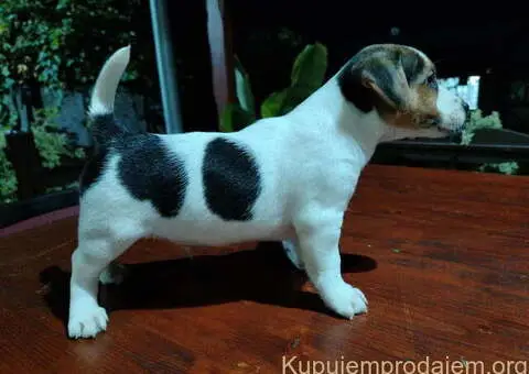 JACK RUSSELL TERIER Tarik i Troja - 3/11