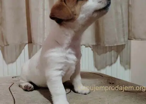 JACK RUSSELL TERIER Tarik i Troja - 5/11