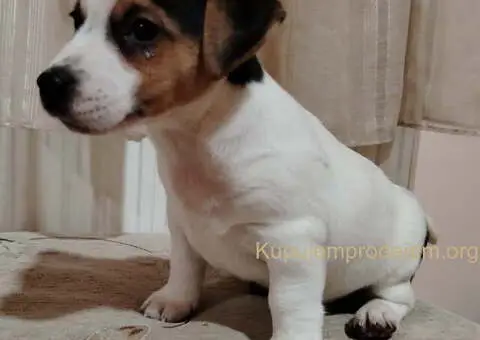 JACK RUSSELL TERIER Tarik i Troja - 6/11