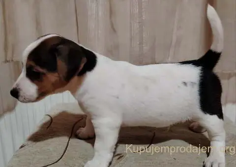 JACK RUSSELL TERIER Tarik i Troja - 7/11