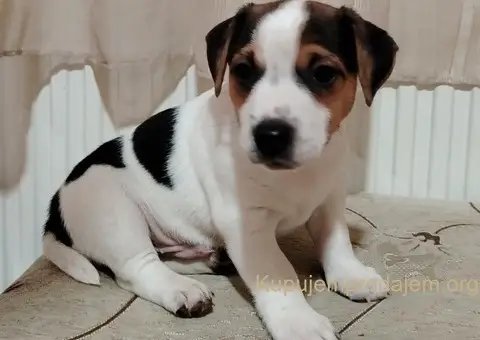 JACK RUSSELL TERIER Tarik i Troja - 8/11