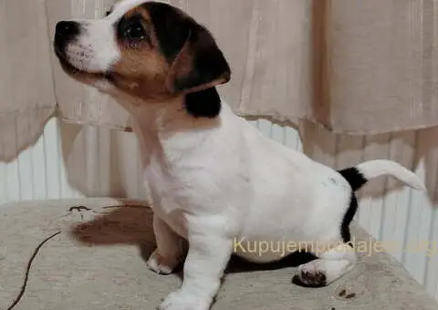 JACK RUSSELL TERIER Tarik i Troja - 10/11