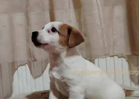 JACK RUSSELL TERIER Tarik i Troja - 11/11