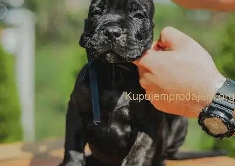 Cane Corso štenci - 2/13